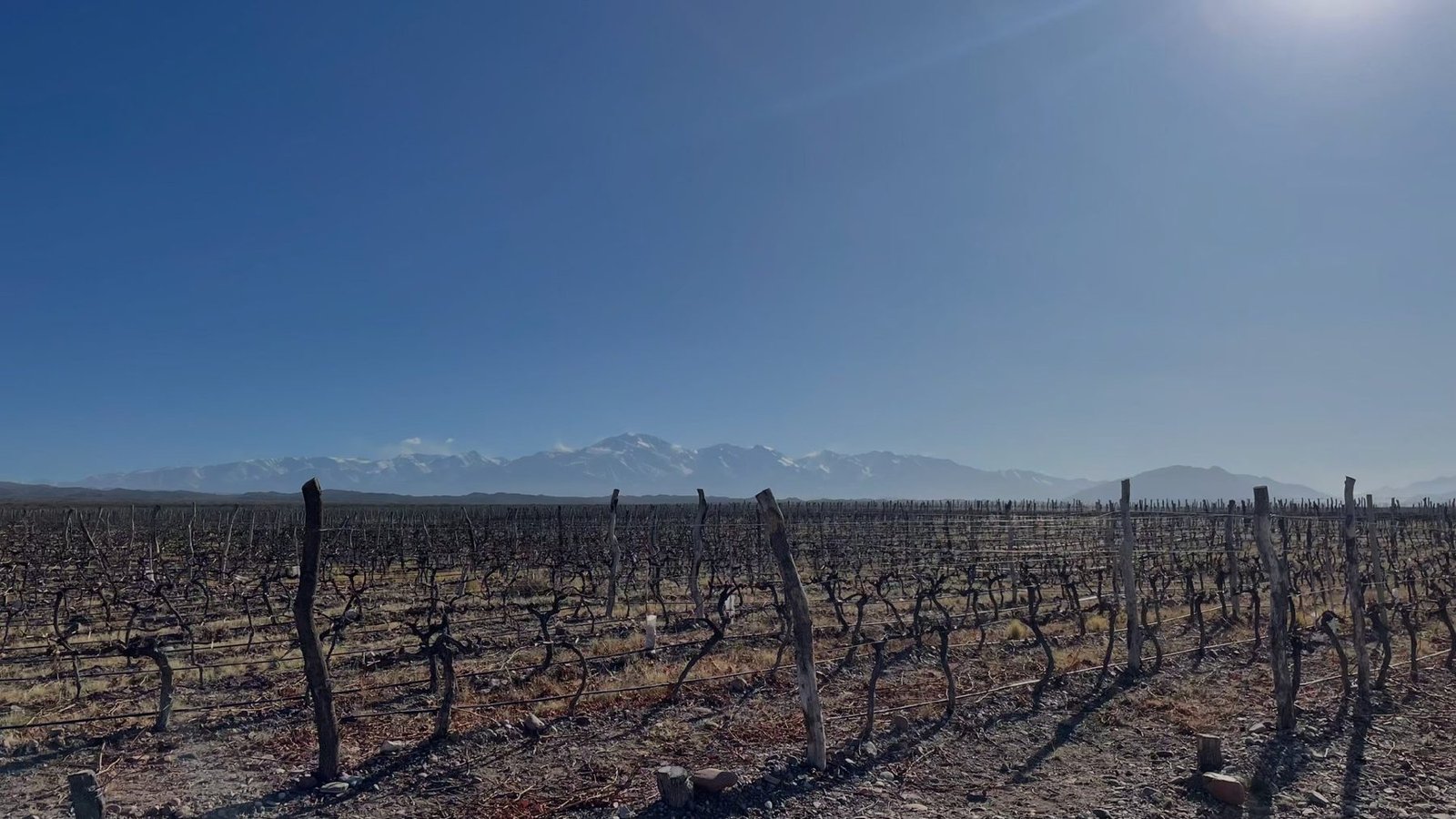 Viñedo en invierno con la cordillera de los Andes al fondo